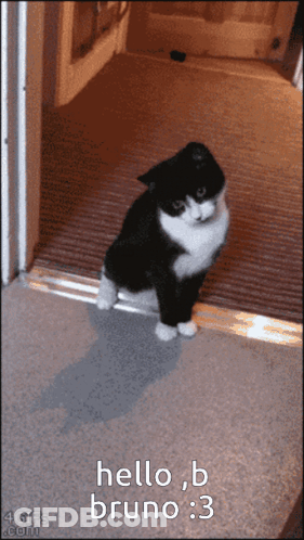 A Black And White Cat Is Standing In Front Of A Door That Says Hello B Bruno 3 GIF
