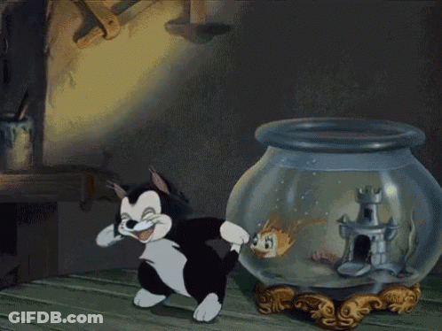 A Black And White Cat Is Standing Next To A Fish Bowl GIF