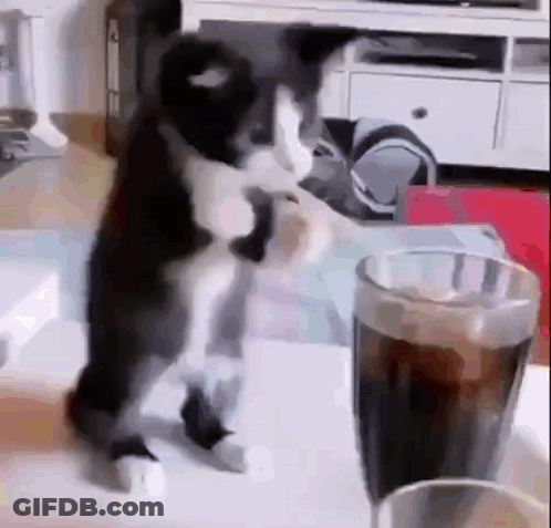 A Black And White Cat Is Standing Next To A Glass Of Cola . GIF