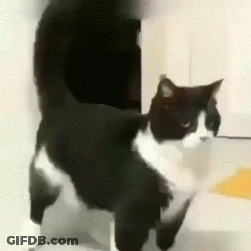 A Black And White Cat Is Standing Next To A Person . GIF