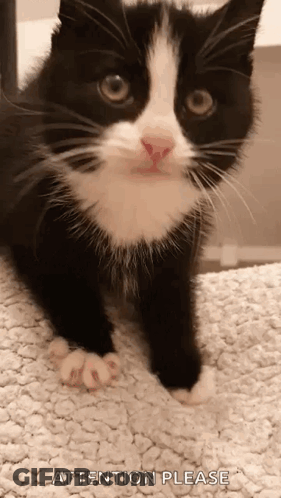 A Black And White Cat Is Standing On A White Carpet And Looking At The Camera . GIF