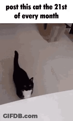 A Black And White Cat Is Standing On A White Surface . GIF