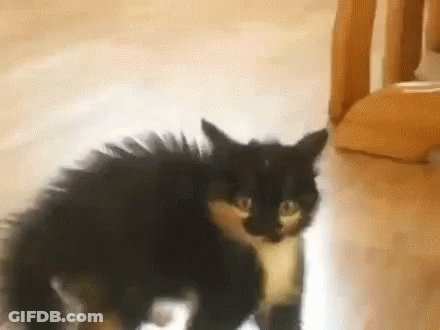 A Black And White Cat Is Standing On A Wooden Floor In A Room . GIF