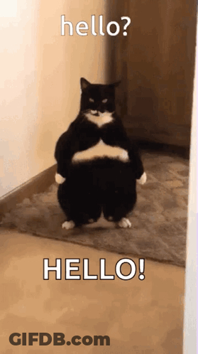 A Black And White Cat Is Standing On Its Hind Legs In A Hallway And Says Hello . GIF