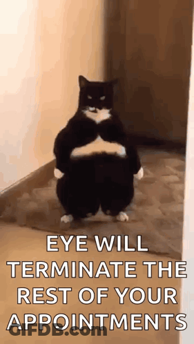 A Black And White Cat Is Standing On Its Hind Legs In A Hallway With The Caption Eye Will Terminate The Rest Of Your App GIF