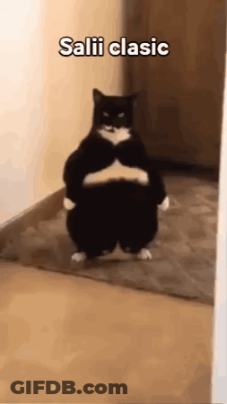 A Black And White Cat Is Standing On Its Hind Legs In A Hallway With The Words Salii Clasic Above It . GIF