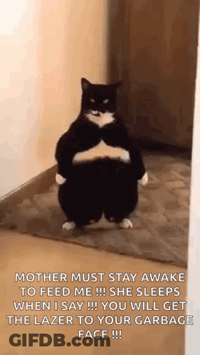 A Black And White Cat Is Standing On Its Hind Legs In A Room . GIF
