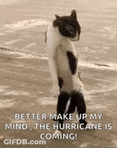A Black And White Cat Is Standing On Its Hind Legs On A Beach . GIF