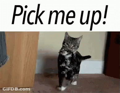 A Black And White Cat Is Standing On Its Hind Legs On A Carpet . GIF