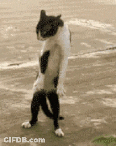 A Black And White Cat Is Standing On Its Hind Legs On A Sidewalk GIF
