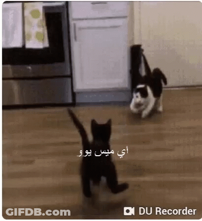 A Black And White Cat Is Standing On Its Hind Legs On A Wooden Floor In A Kitchen . GIF