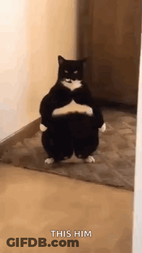 A Black And White Cat Is Standing On Its Hind Legs With Its Arms Crossed . GIF