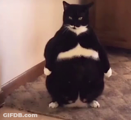 A Black And White Cat Is Standing On Its Hind Legs With Its Arms Crossed . GIF