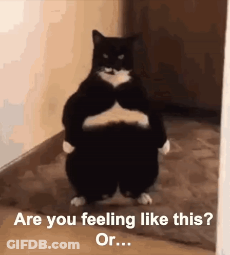 A Black And White Cat Is Standing On Its Hind Legs With Its Arms Outstretched And The Words Are You Feeling Like This Or GIF