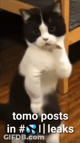 A Black And White Cat Is Standing On Its Hind Legs With The Words Tomo Posts In # Leaks Below It GIF