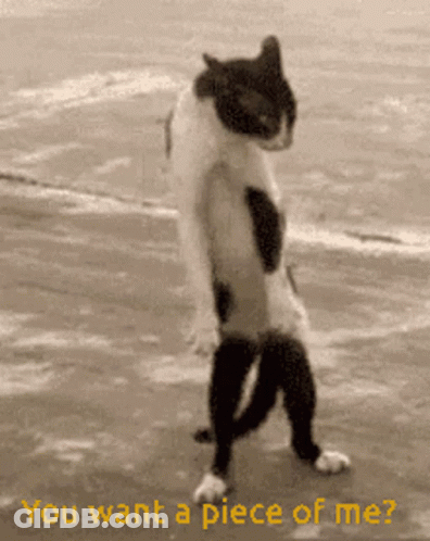 A Black And White Cat Is Standing On Its Hind Legs With The Words " You Want A Piece Of Me " Written Below It GIF