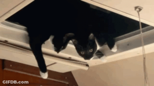 Black And White Cat Sticking Head Out Of Vent GIF