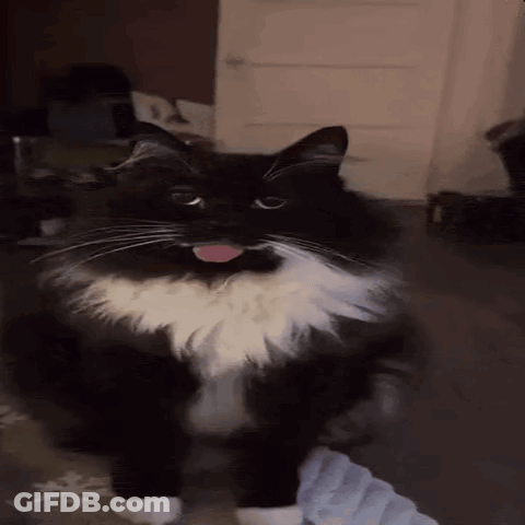 A Black And White Cat Is Sticking Its Tongue Out While Standing In A Room . GIF