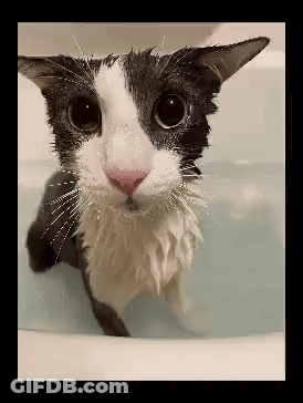 A Black And White Cat Is Taking A Bath GIF
