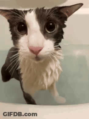 A Black And White Cat Is Taking A Bath And Looking At The Camera GIF