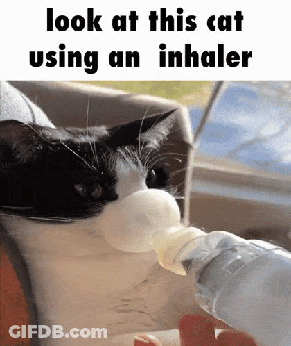 A Black And White Cat Is Using An Inhaler In Its Mouth GIF