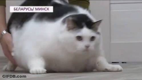 A Black And White Cat Is Walking On The Floor . GIF