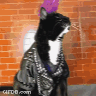 A Black And White Cat Is Wearing A Spiked Jacket GIF