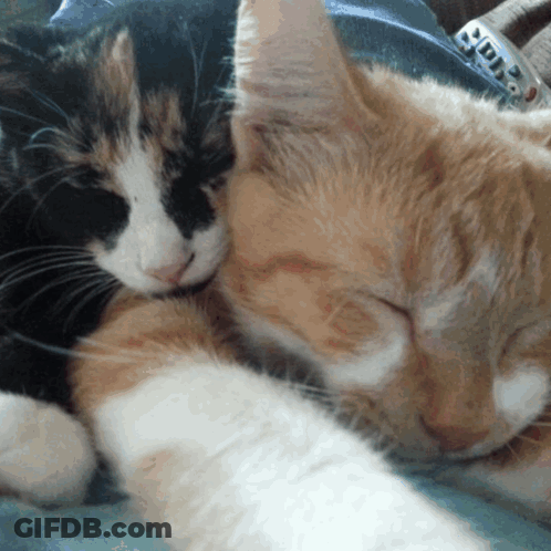 A Black And White Cat Laying Next To An Orange Cat With A Remote In The Background GIF