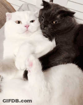 A Black And White Cat Laying Next To Each Other On A Couch GIF