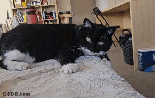 A Black And White Cat Laying On A Bed With A Floral Blanket GIF