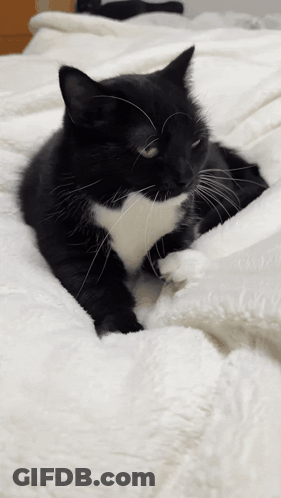 A Black And White Cat Laying On A Bed With A White Blanket GIF
