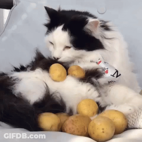 A Black And White Cat Laying On A Bed With Potatoes On Its Paws GIF