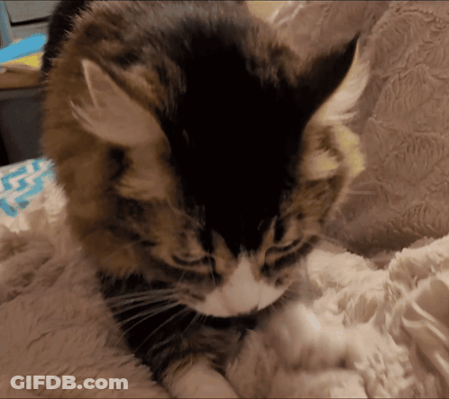 A Black And White Cat Laying On A Blanket With The Letter G On It GIF