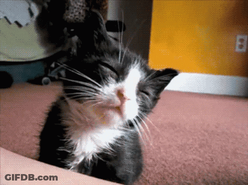A Black And White Cat Laying On A Couch GIF