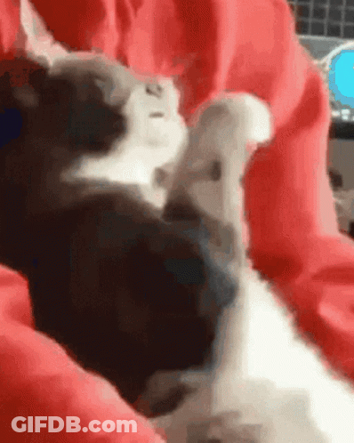 A Black And White Cat Laying On A Red Blanket . GIF