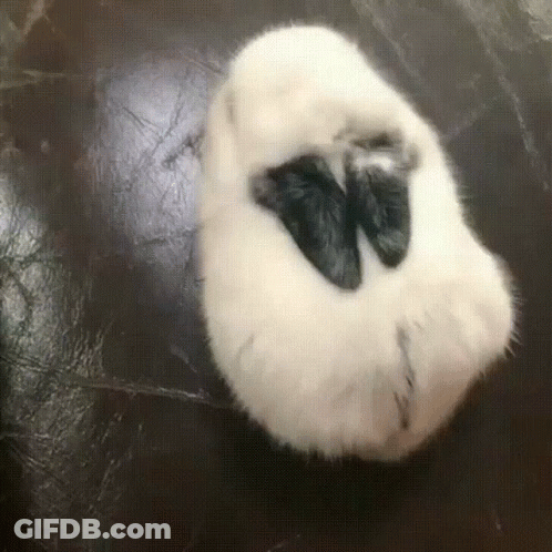 A Black And White Cat Laying On Its Back On A Black Surface GIF