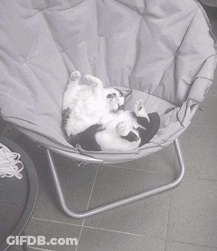 A Black And White Cat Laying On Its Back On A Chair GIF