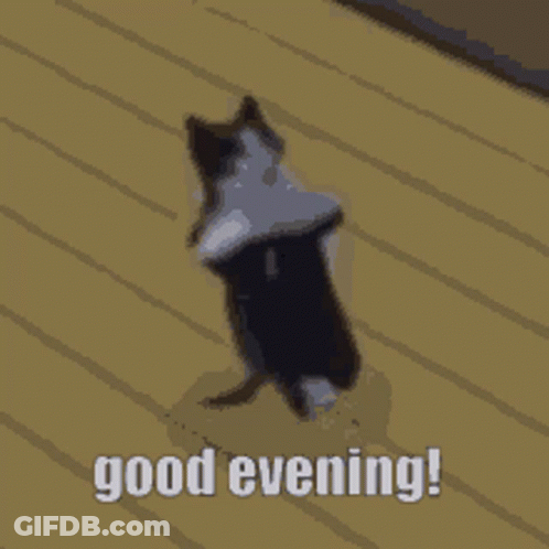 A Black And White Cat Laying On Its Back On A Wooden Floor With The Words Good Evening Written Below It GIF