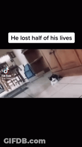 A Black And White Cat Laying On The Floor In A Living Room . GIF