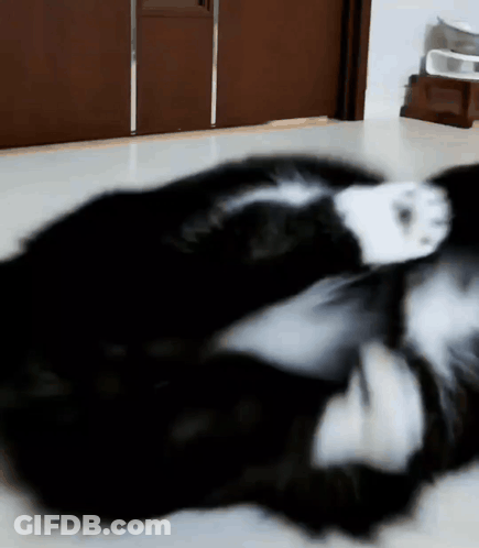 A Black And White Cat Laying On The Floor GIF