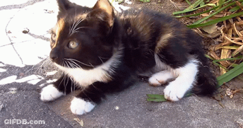 A Black And White Cat Laying On The Ground Looking At The Camera GIF