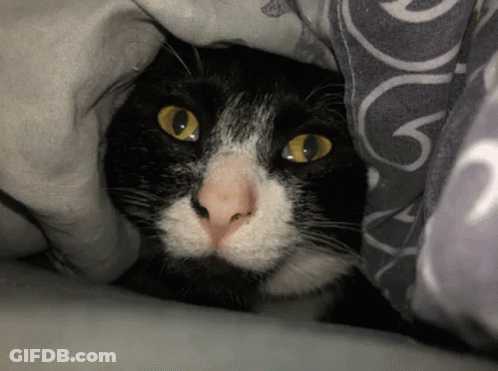 A Black And White Cat Laying Under A Blanket With The Letter G On It GIF