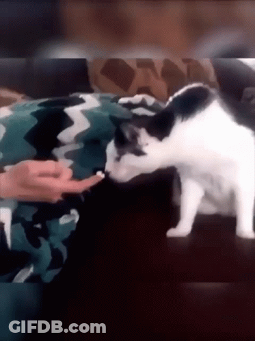 A Black And White Cat Licking A Person 'S Hand GIF