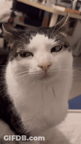 A Black And White Cat Looking At The Camera GIF