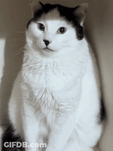A Black And White Cat Looking At The Camera With A Serious Look On Its Face GIF