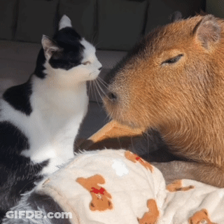 A Black And White Cat Looks At A Capybara GIF