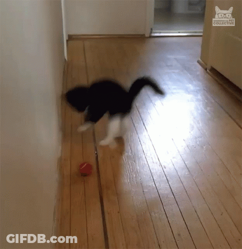 A Black And White Cat Playing With A Red Ball In A Hallway With A Cat Collective Logo On The Corner GIF