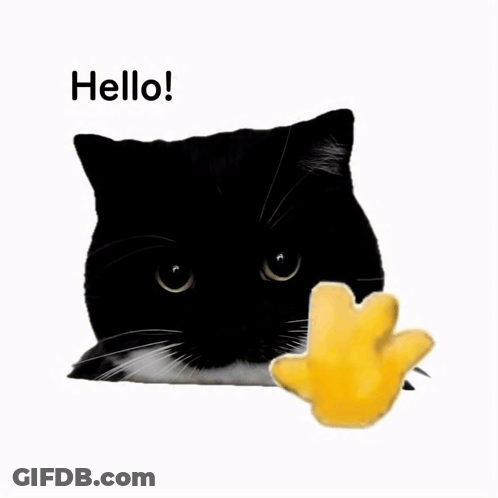 A Black And White Cat Says Hello Next To A Yellow Toy GIF