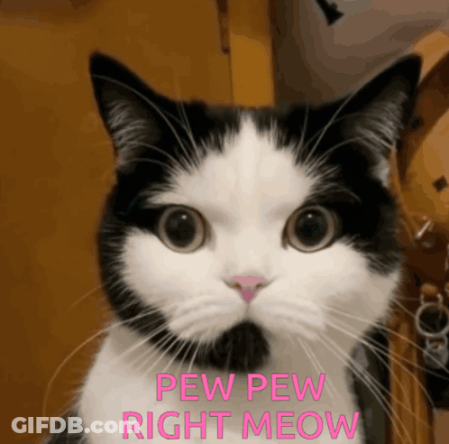 A Black And White Cat Says Pew Pew Right Meow In Pink Letters GIF