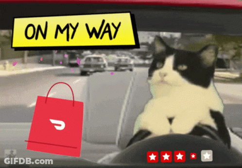 A Black And White Cat Sits In The Driver 'S Seat Of A Car GIF